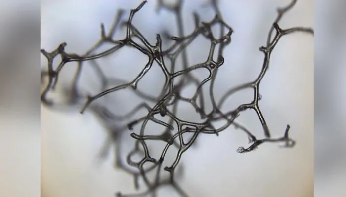 Kanadalı bilim insanları 890 milyon yıl öncesine ait hayvan fosili buldu - 3