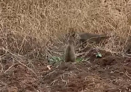 Nesli tükenmekte olan yaban kedisi Mardin'de görüldü