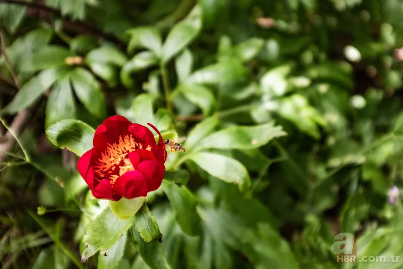 İstanbul'da çok nadir görülüyor! Bu çiçek koparanın elini yakıyor! İşte cezası... 2