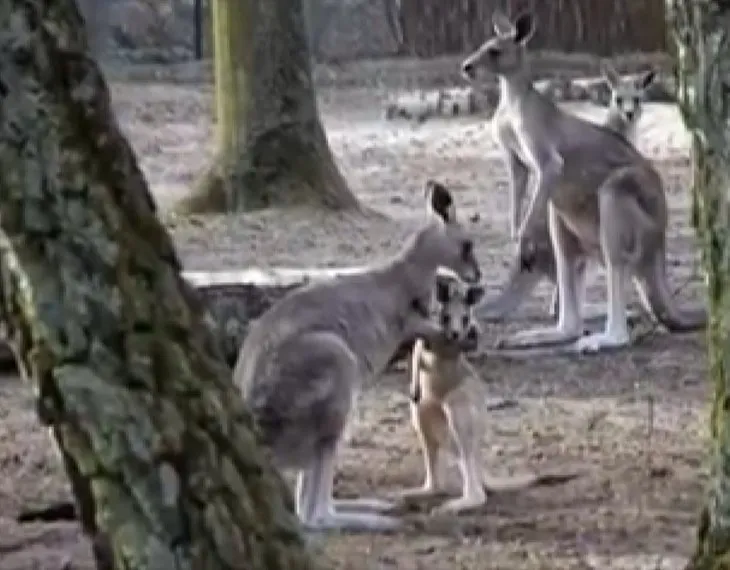 Minik kanguru ilgi odağı oldu! İlk adımlarını atıp annesinin kucağına koştu