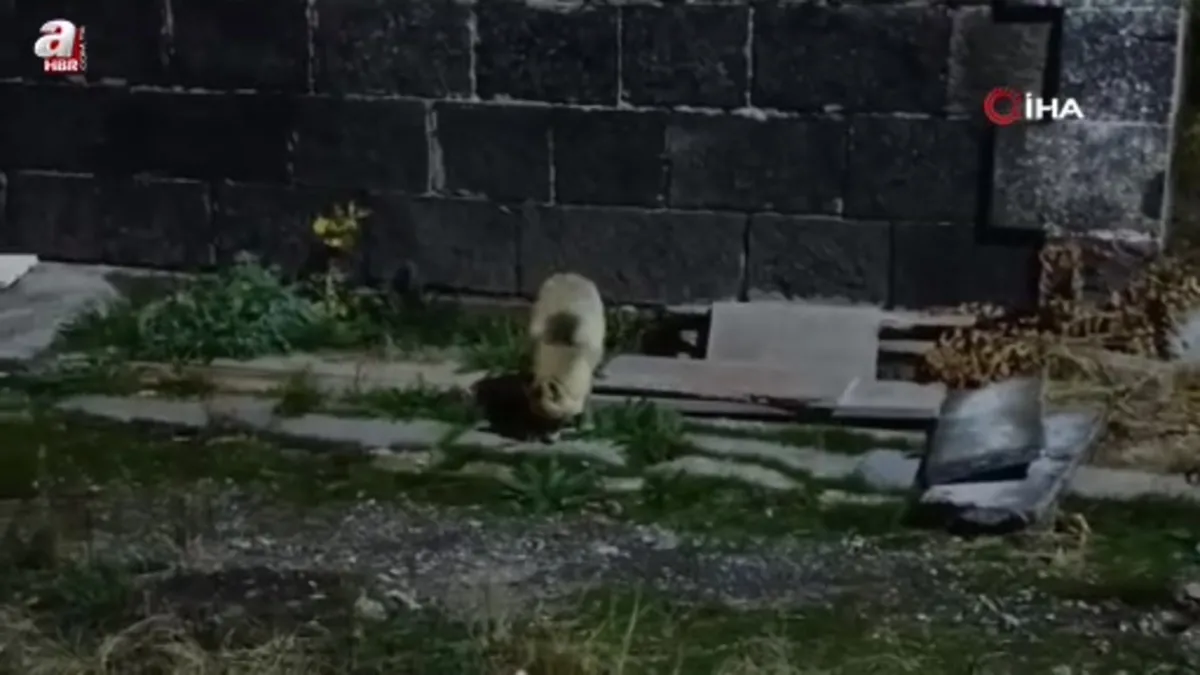 Tilkiyi bisküvi ile besledi