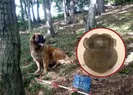 Köpek hazine buldu! İşte içinden çıkanlar...