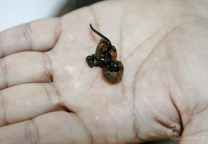 Sülüklerin nesli tükenme tehlikesiyle karşı karşıya! Uzmanlar uyardı… 10