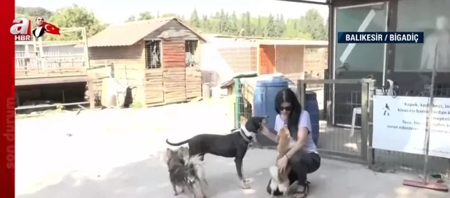 Doberman cinsi eğitimli köpek Tina eve döndü! Kayıp ekonomist Berzeg’in köpeğini A Haber görüntüledi