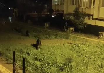 Bursa'da dağlara kar yağınca şehre indiler