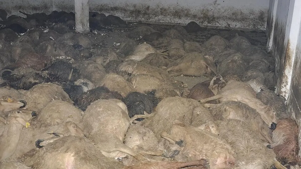 İzmir'de barakada yangın çıktı: 34 küçükbaş hayvan telef oldu