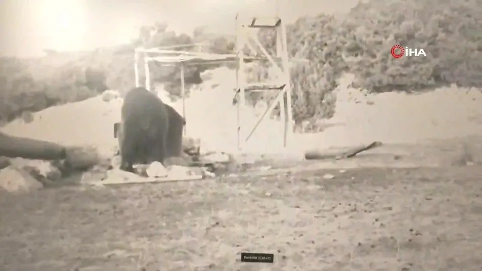 Manisa’da ilk kez boz ayı görüntülendi!