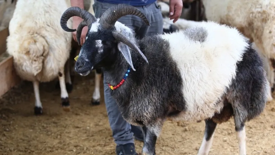 Bursa’da 5 boynuzlu koçu görenler gözlerine inanamadı | Video