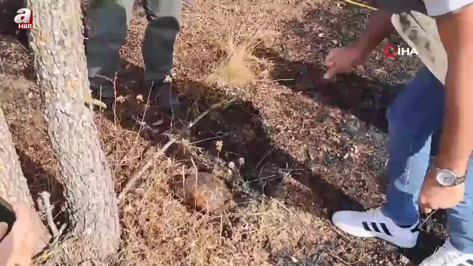 Kaplumbağa yangından son anda kurtarıldı