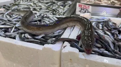 Hamsilerin içinden çıktı hemen satıldı! Nadir görülüyor