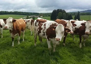 Hayvancılık yatırımına süper teşvik geldi