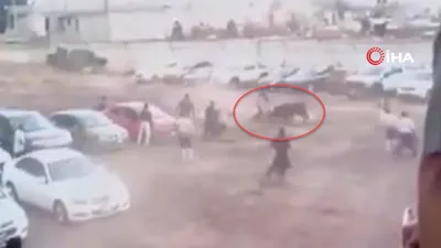 Kaçan boğa dehşet saçtı! Otoparka girip...