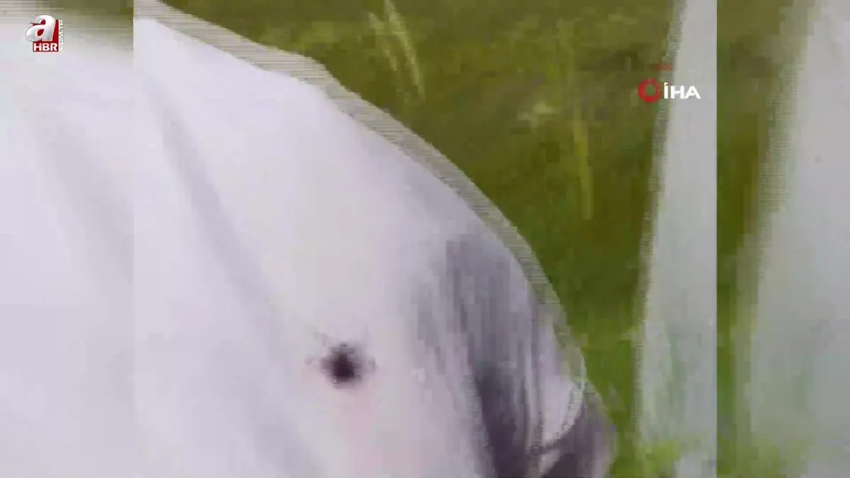 Kene paniği! 4 tane yapıştı