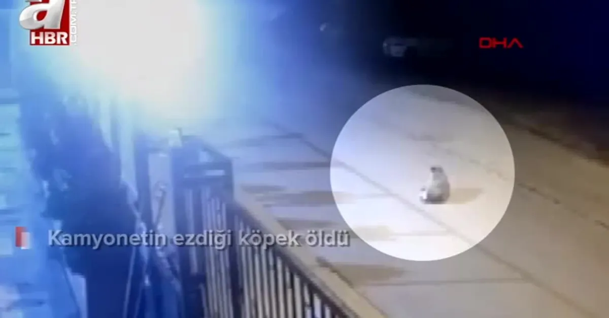 Köpeği ezdi durmadan yoluna devam etti