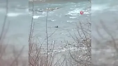 Van’da su samurları görüntülendi