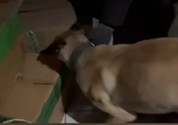 Narkotik köpeği ETA zehir tacirlerine geçit vermiyor!