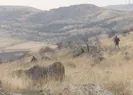 Ankarada sokak köpekleri küçük bir çocuğu parçaladı!