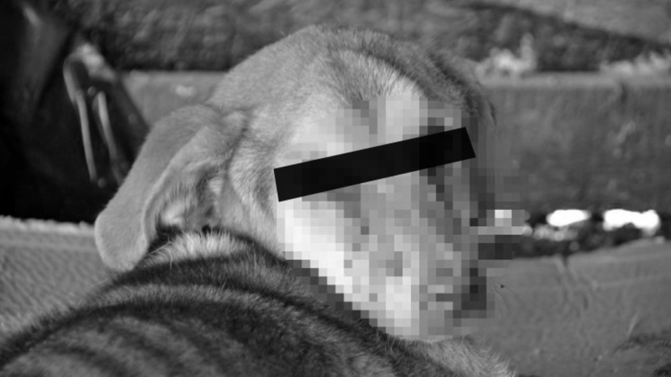 Sokak köpeğinin gözlerini kızgın madde döküp oydular! Zonguldak'tan kan donduran olay