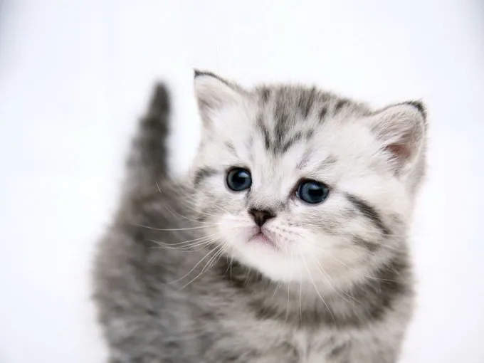 En Iyi En Guzel Kedi Fotograflari