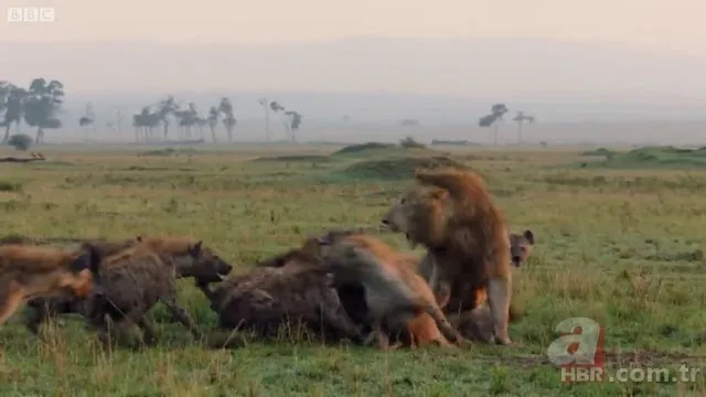 İzmir'de sırtlan paniği! "Tire canavarı" korku salıyor 19