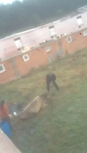 Sakarya’da hayvana işkence! 'Geber' diye sopayla dövüp sonra kesti - 1