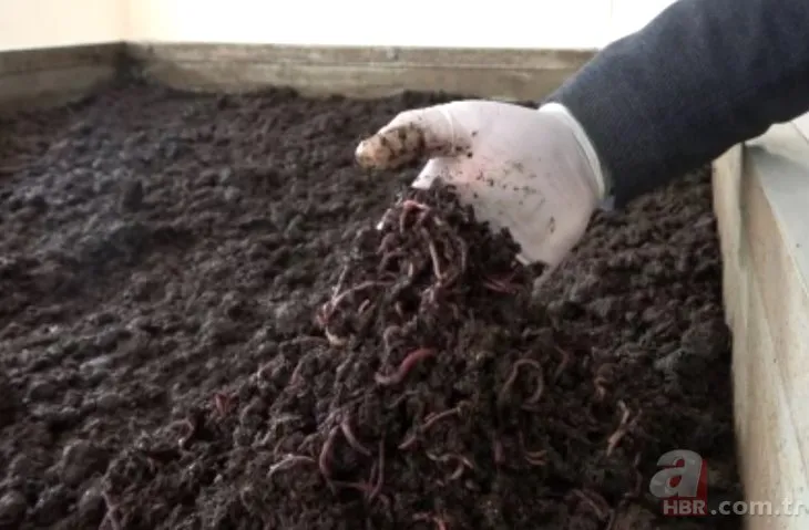 Türk bilim insanlarından mucizevi ürün! Solucan kadınları güzelleştirecek