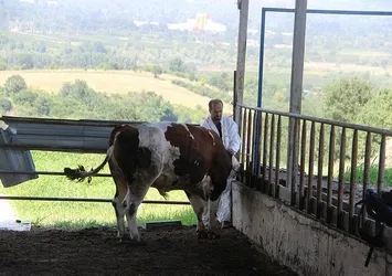 1 tonluk huysuz boğayı tek başına yatırdı! Kurban keseceklere rueff yöntemini önerdi