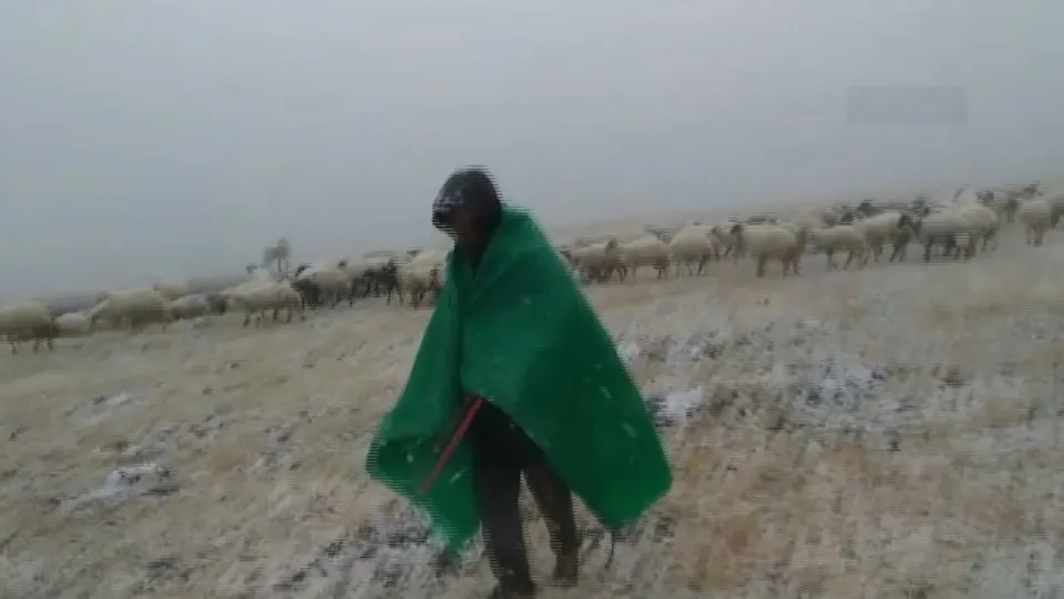 Çobanlar sürüleriyle tipiye yakalandı