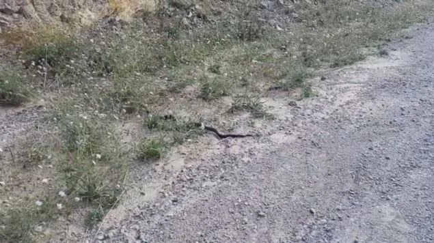 Son dakika: Ölümcül yılanlar o bölgede de görülmeye başlandı! Böyle kaydetti