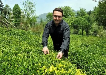 Türkiye organik çay üreten tek ülke olacak
