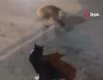 Tilki ve kedinin yemek savaşı kamerada! Böyle tokatladı