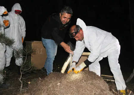 Vezirköprü'de gece yarısı kırmızı karınca operasyonu! Zararlı böcekleri yiyecek