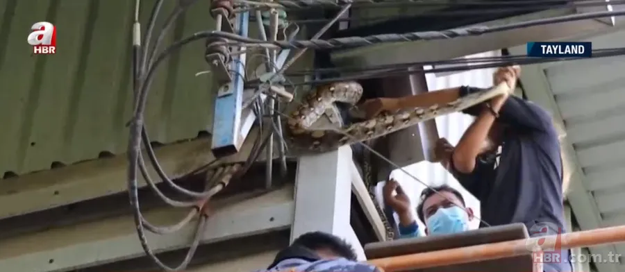 Fabrikada dev piton paniği! Yılan avcısı genç kadın... 12