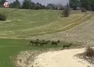 Beypazarı’nd!a geyik sürüsü görüntülendi!