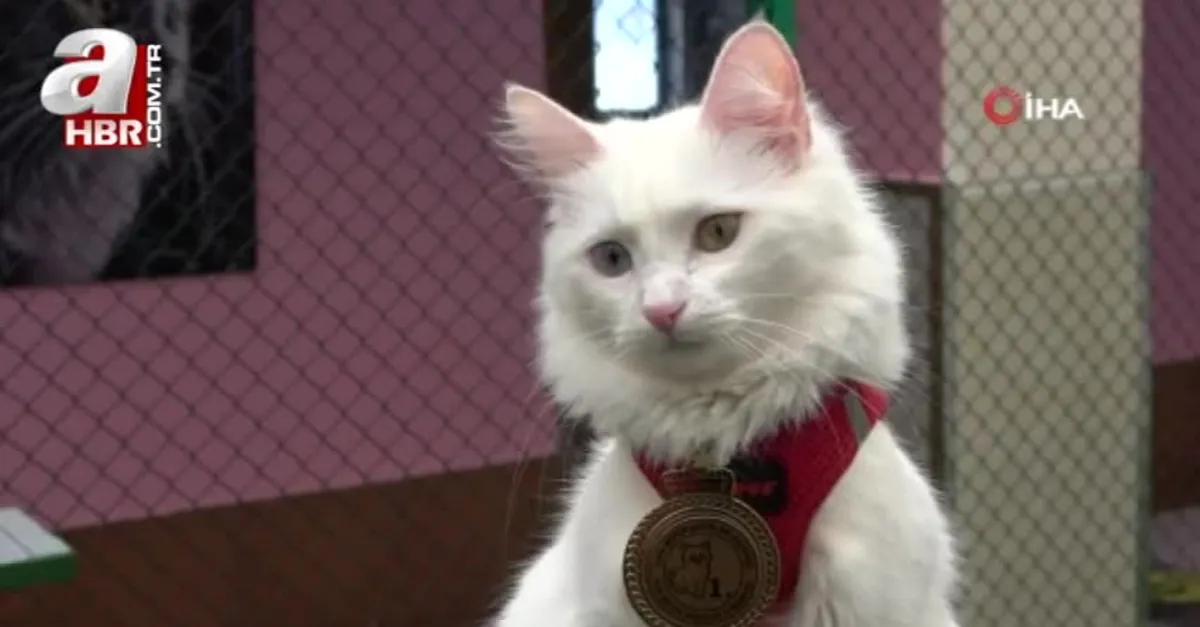Yılın en güzel Van kedisi ‘Mia’ ilgi odağı
