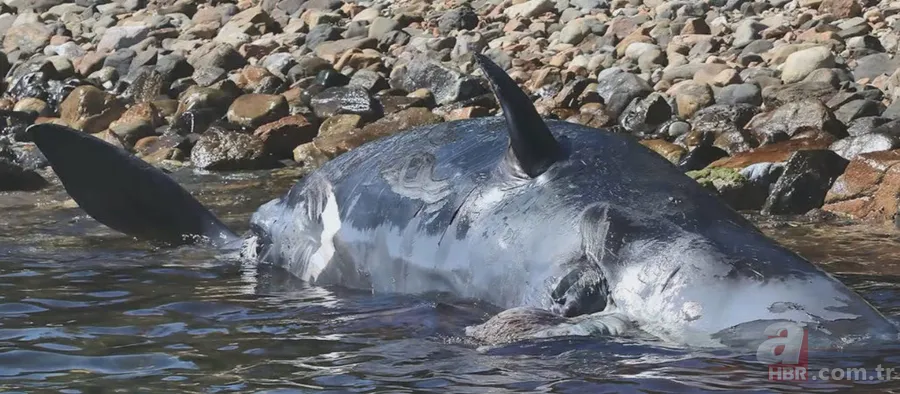 Karaya vuran balinanın karnından öyle bir şey çıktı ki... Akılalmaz olay 12
