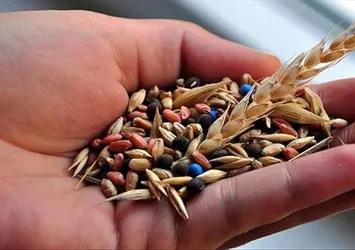 Yerli tohumlara 7 yeni çeşit eklendi