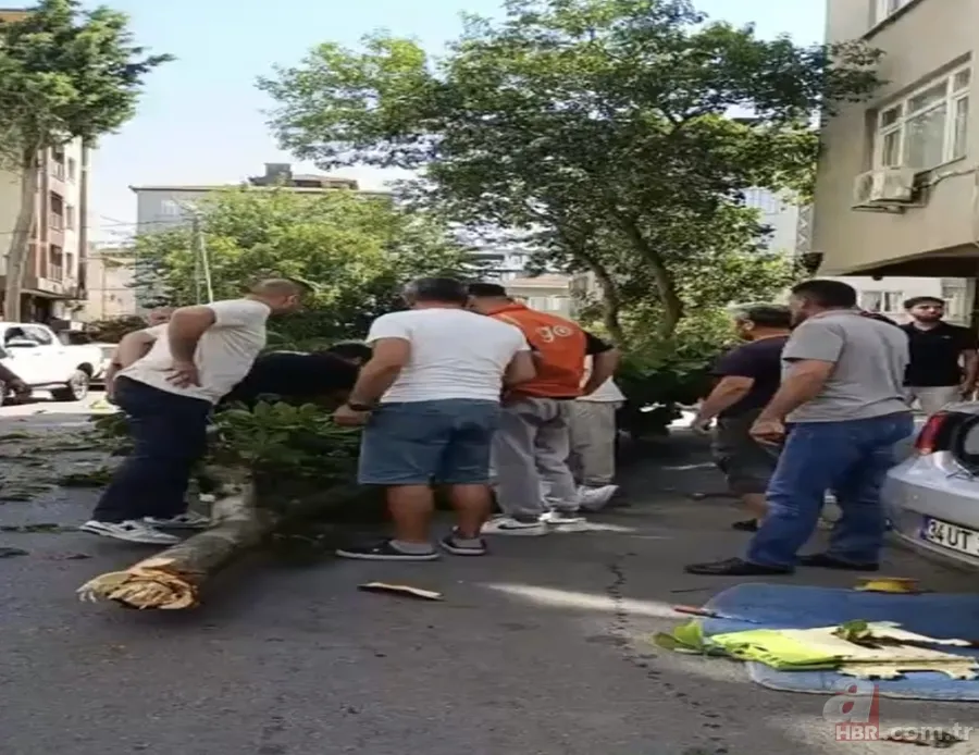 Ünlü oyuncu İbrahim Yıldız'ın üzerine ağaç düştü: Yaşam mücadelesi veriyor | Kaza anı ortaya çıktı 1