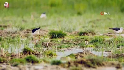 Göçmen kuşlar dönüş yolunda