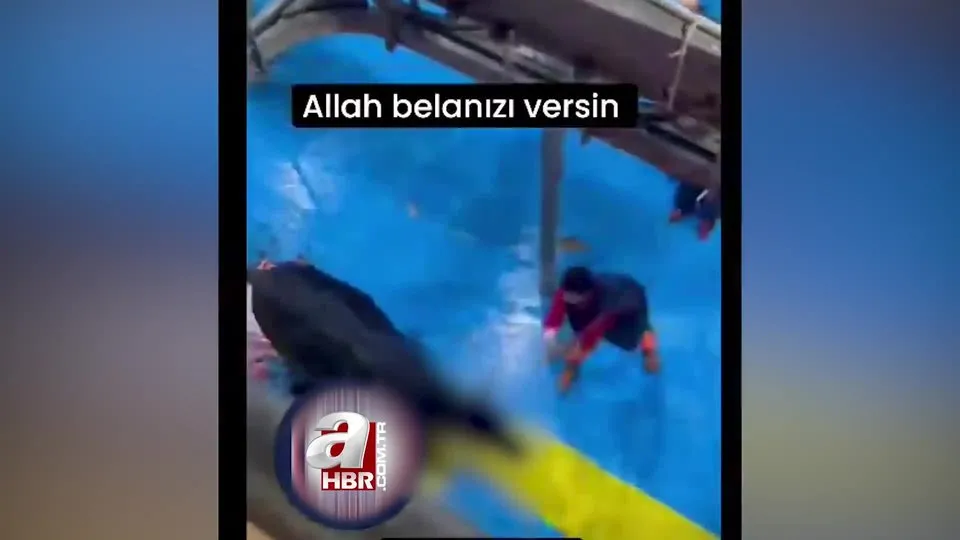 Amasya Kral Et Entegre Merkezi’nde hayvanlara işkence! Vali Yılmaz Doruk ahaber.com.tr’ye konuştu
