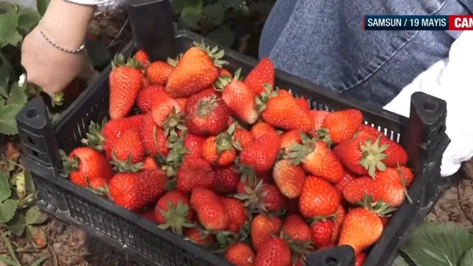 Engiz çileğinin hasadı başladı!