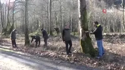 Hastalık bulaşan çınar ağaçları kuruyor