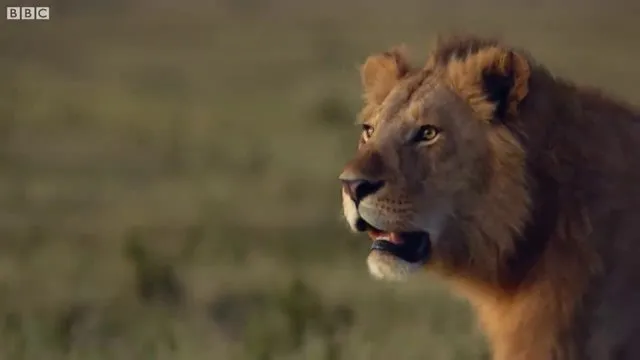 Sırtlanların arasında tek başına kalan aslanın mucize kurtuluşu! Son anda öyle şeyler oldu ki...