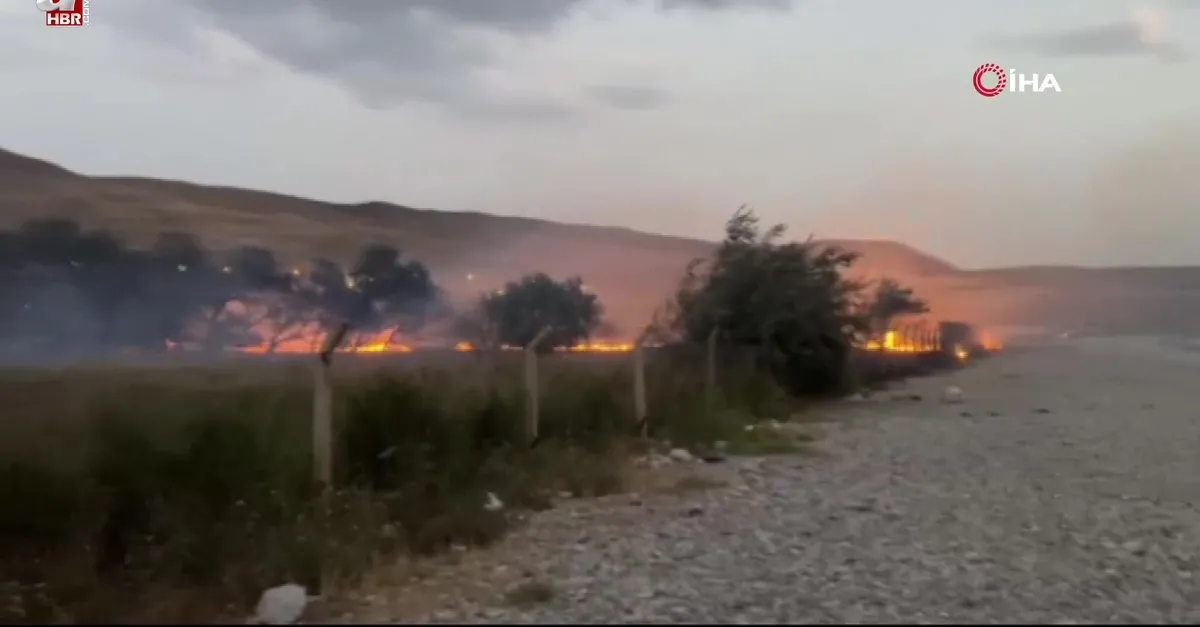 Van'da ağaçlık alanda yangın