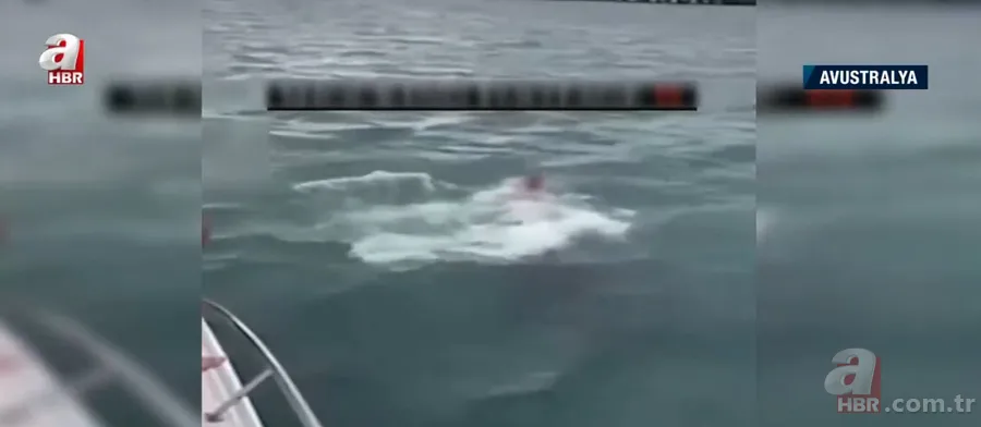 Katil balinaların üzerine balıklama atladı! Bedelini ağır ödedi 8