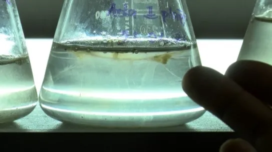 Marmara Denizi'nde salya araştırması! - 2