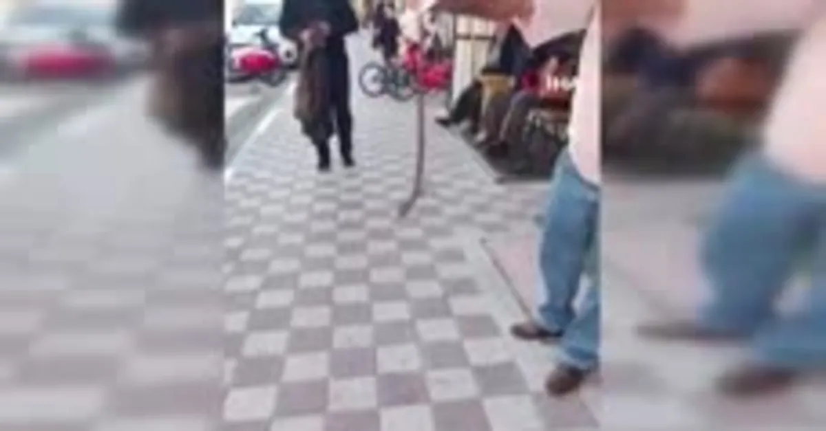 Kahvehanede yılan paniği! Korku dolu anlar