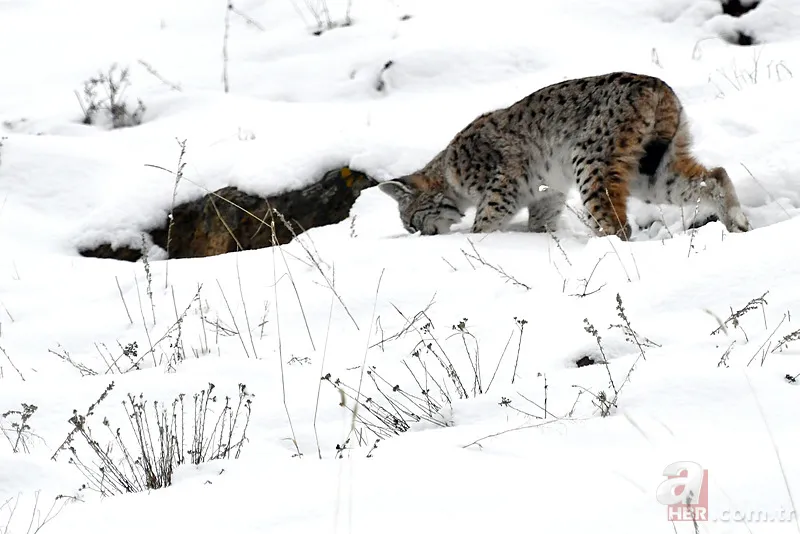Nesli tehlike altındaki Kafkas vaşağı gündüz avlanırken görüntülendi! Vahşi doğa belgesellerini aratmadı 10