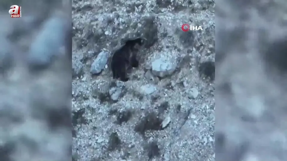 Erzincan’da kış uykusuna hazırlanan iki ayı görüntülendi