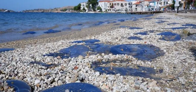 Turizmi ve balıkçılığı olumsuz etkiledi! Foça’da denizanası istilası